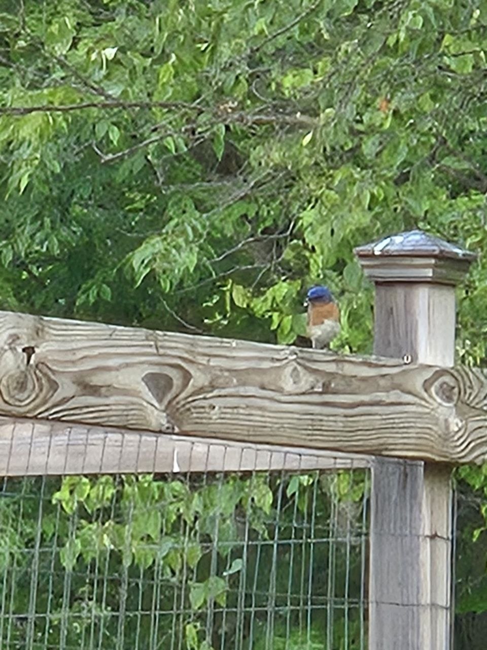 Bluebird on post