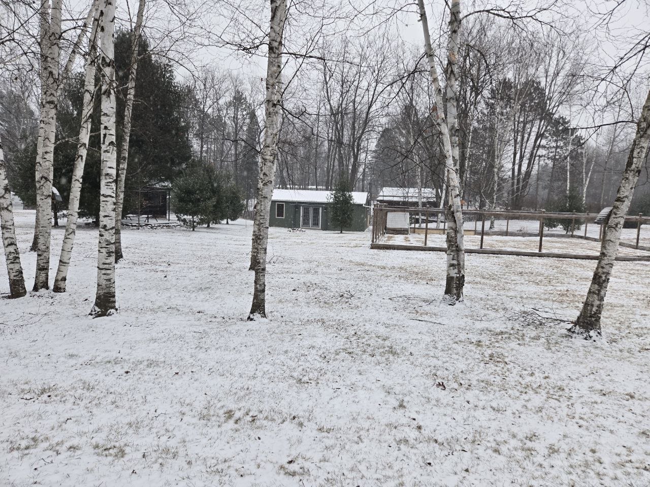 Cabin and birches with light snow