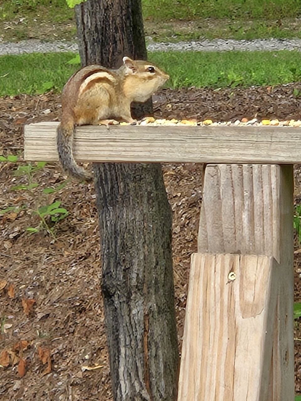Chipmunk at feeder