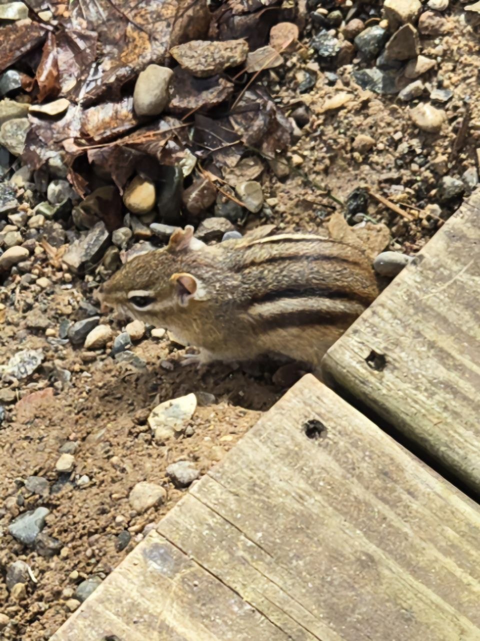 Chipmunk close-up