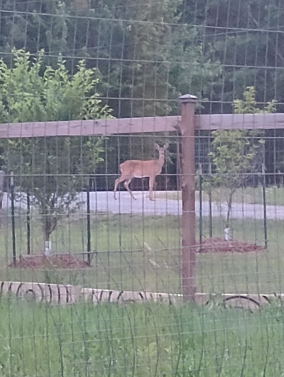 Deer by orchard fence