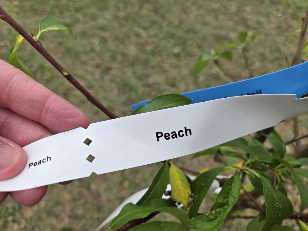 Looking at the 4-in-1 fruit tree varieties
