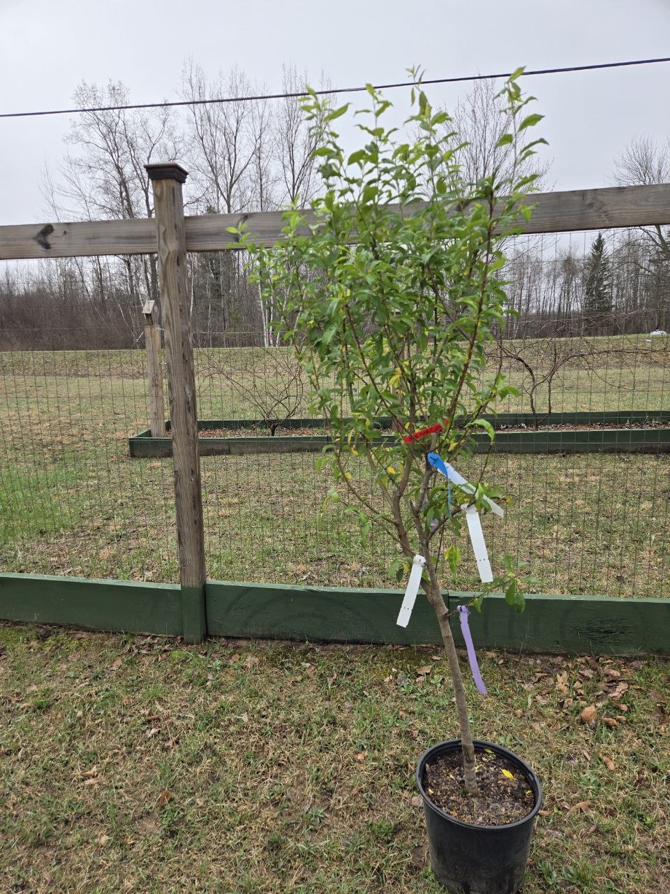Peach tag on the 4-in-1 fruit tree