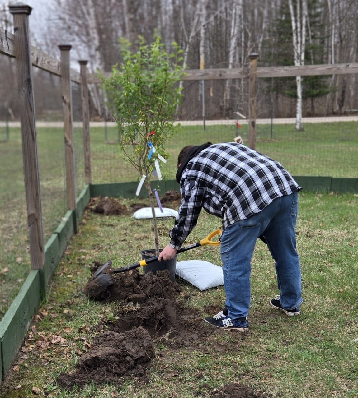Digging for the 4-in-1 fruit tree