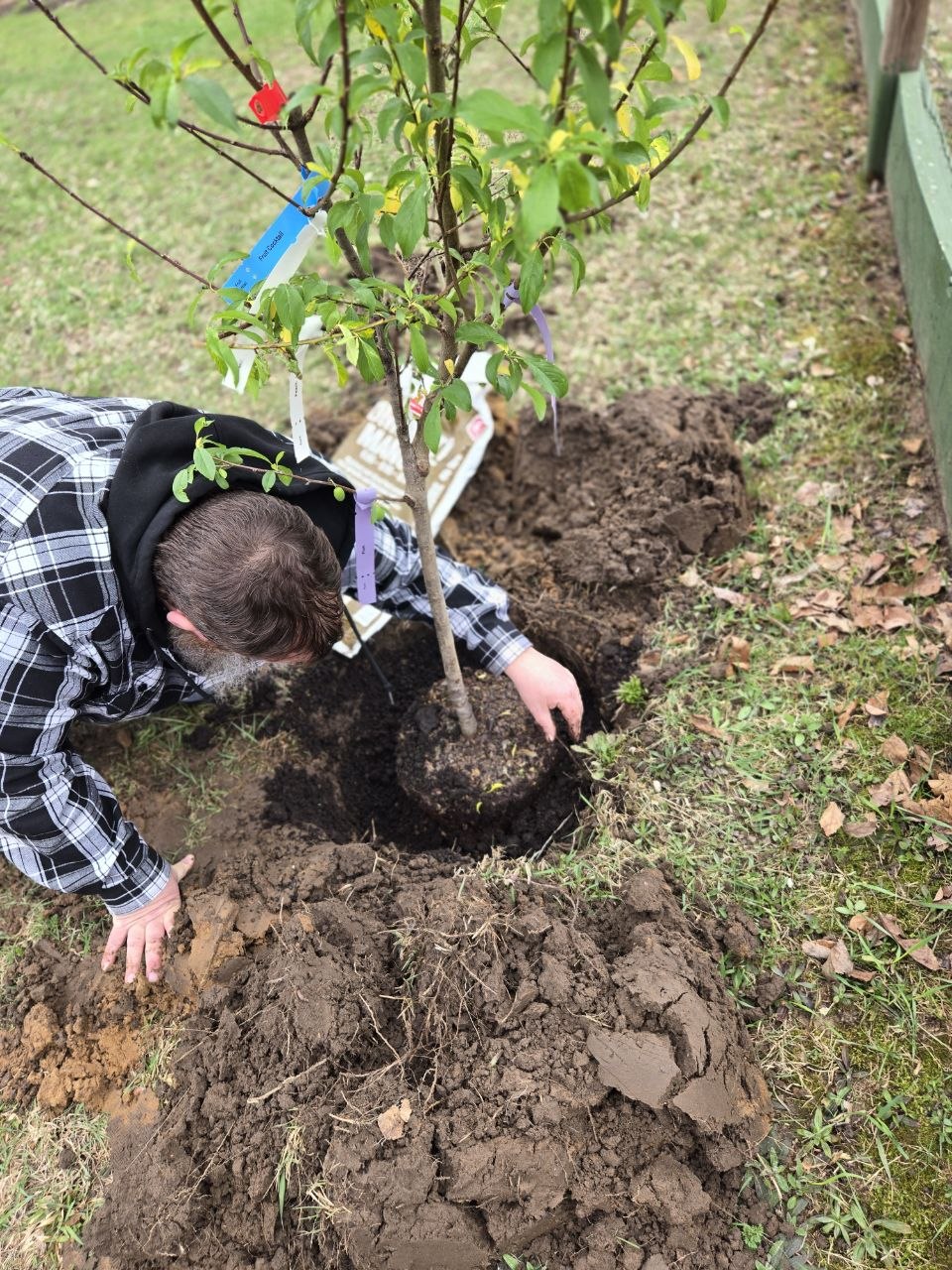 Setting the 4-in-1 fruit tree root ball in the hole