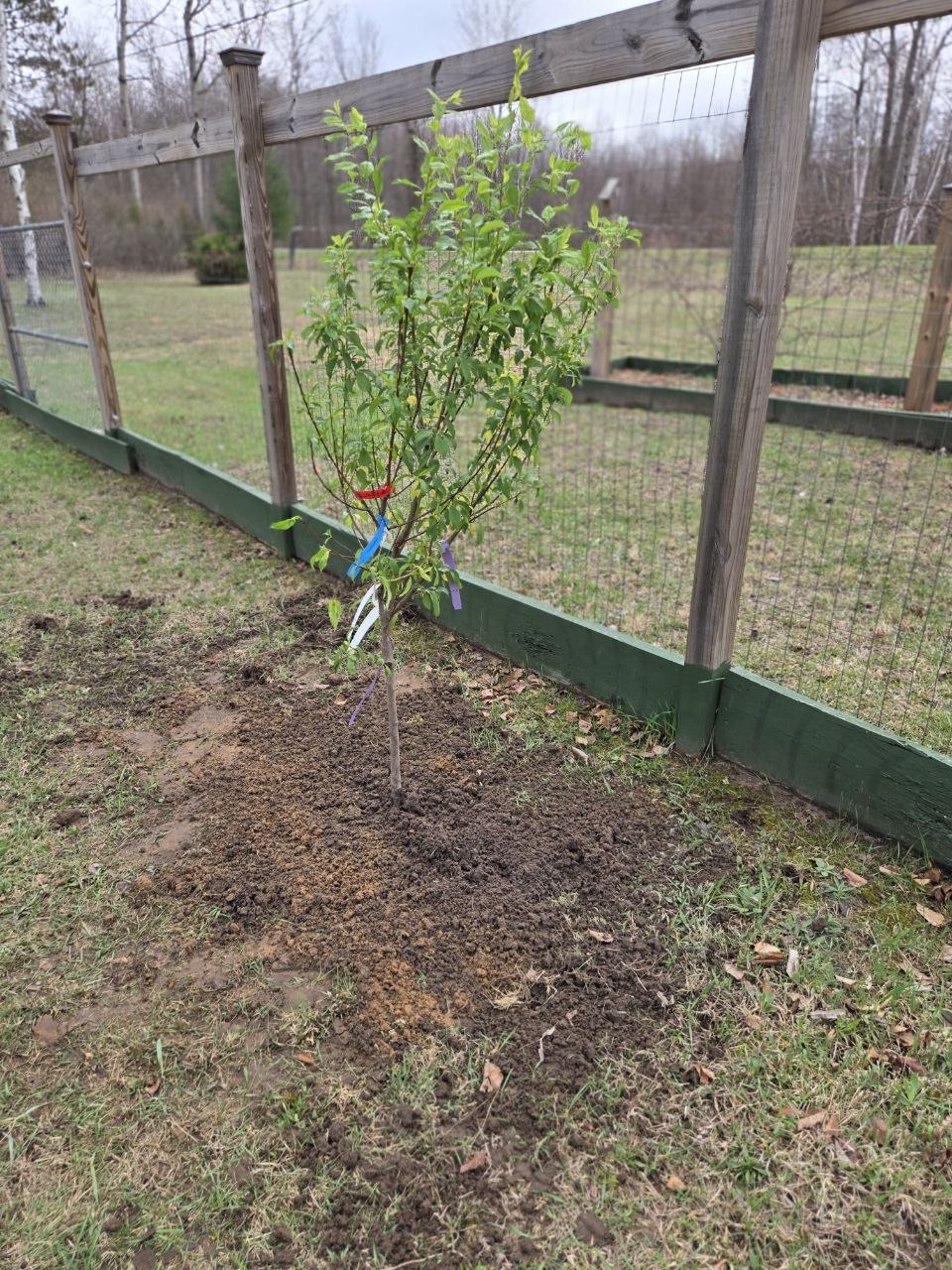 Freshly planted 4-in-1 fruit tree