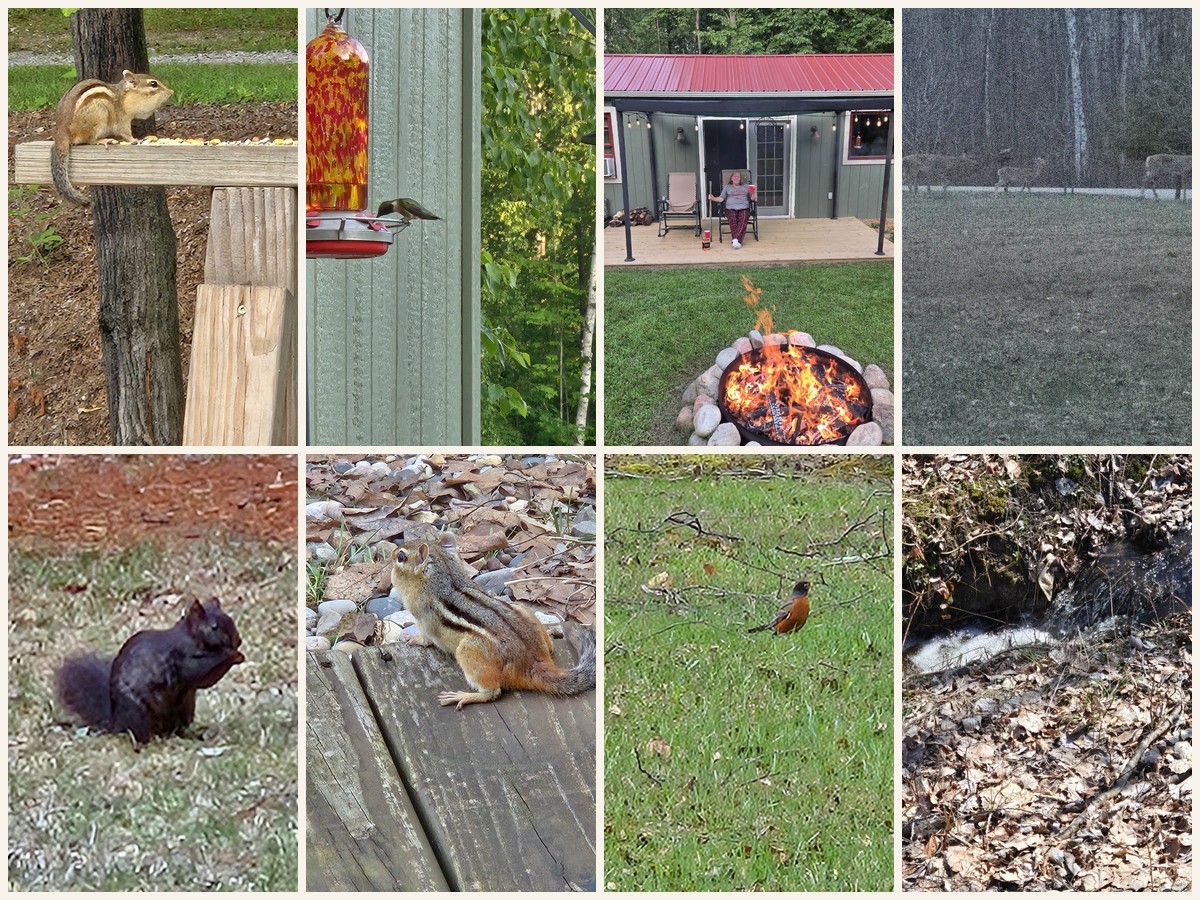Small collage of backyard wildlife, cabin, garden, and peaceful outdoor moments