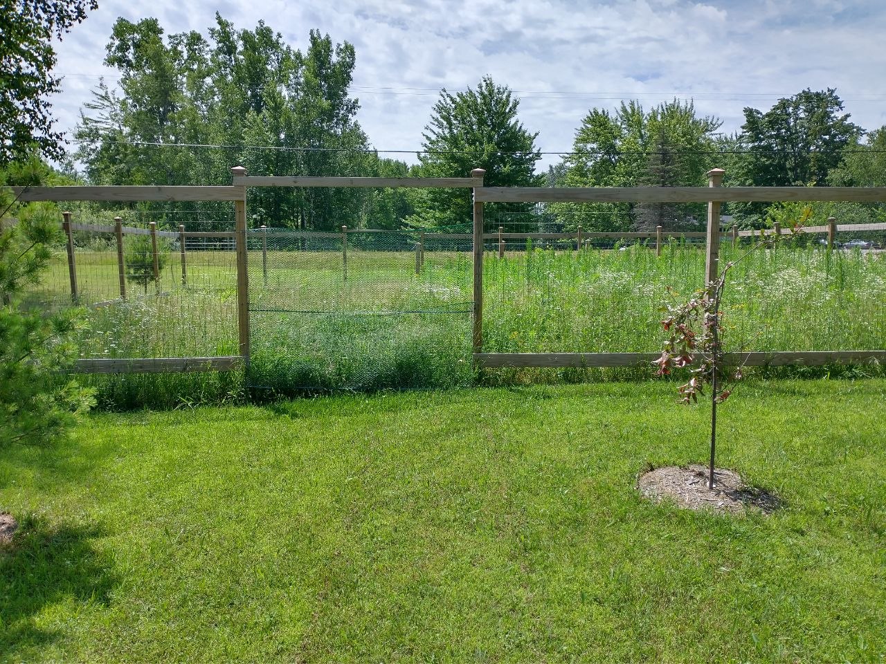 Fenced garden area at the cabin in the early days before more planting filled in