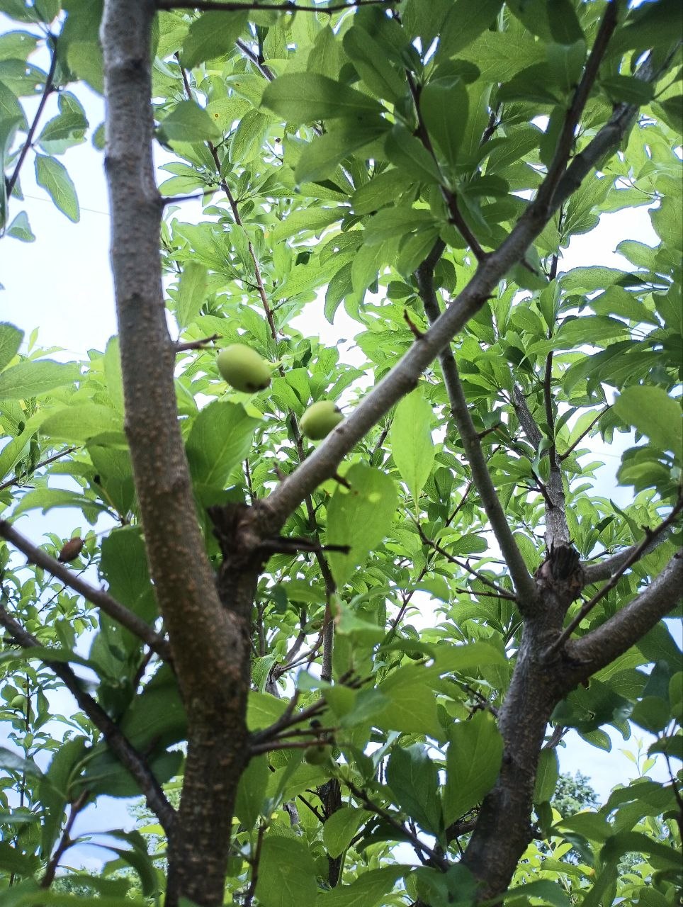 Fruit starting to come in on one of the now three year old orchard trees