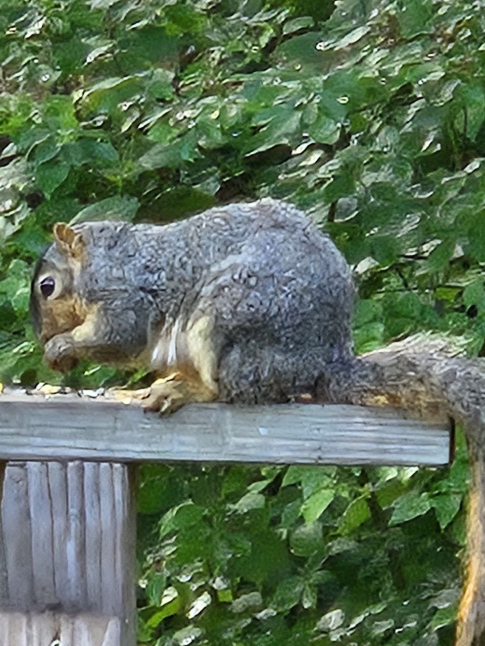 Very well-fed squirrel perched on the deck rail during the late summer wildlife-heavy stretch