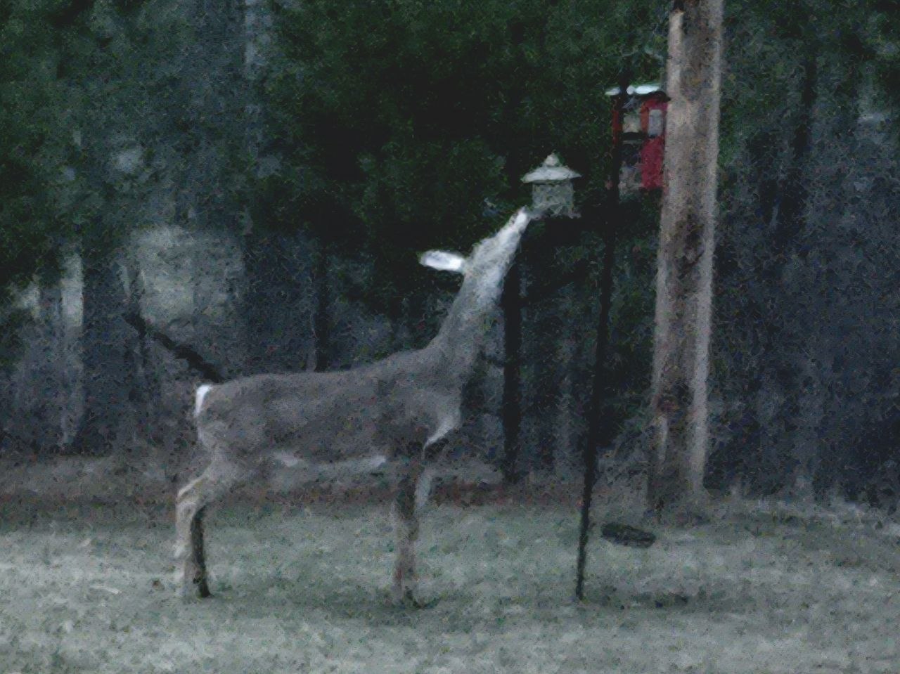 Deer stealing from the feeder at dusk as the snack service comes back online in spring