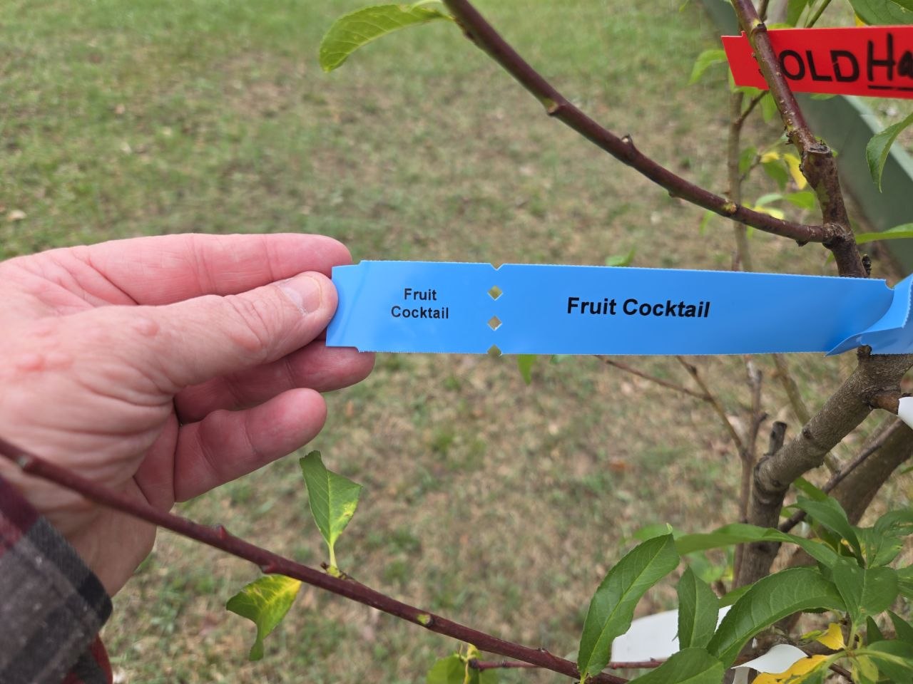Fruit Cocktail tree tag and young tree picked out for the cabin orchard in spring 2026