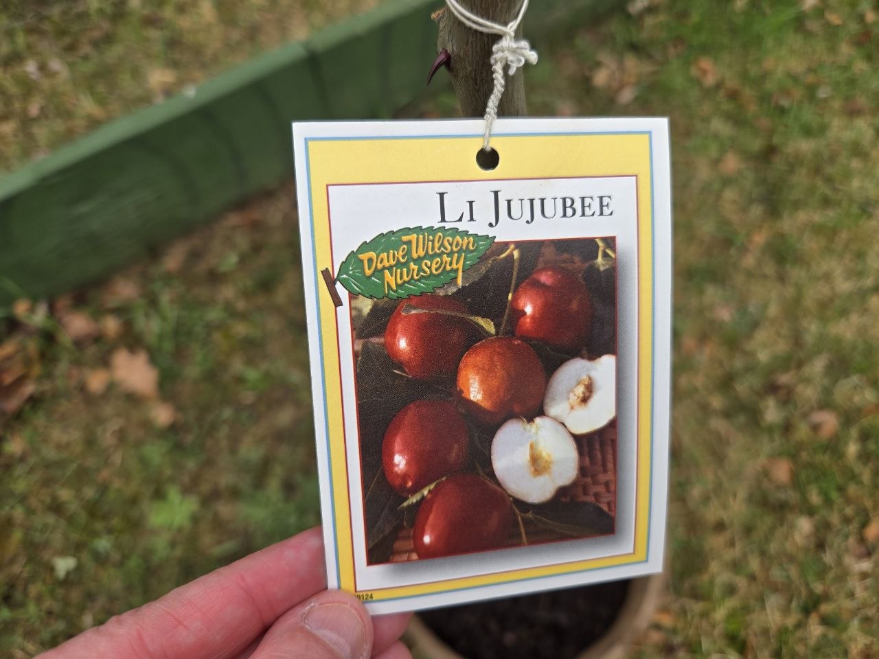 Li Jujubee tree tag for one of the unusual fruit trees planted at the cabin in spring 2026