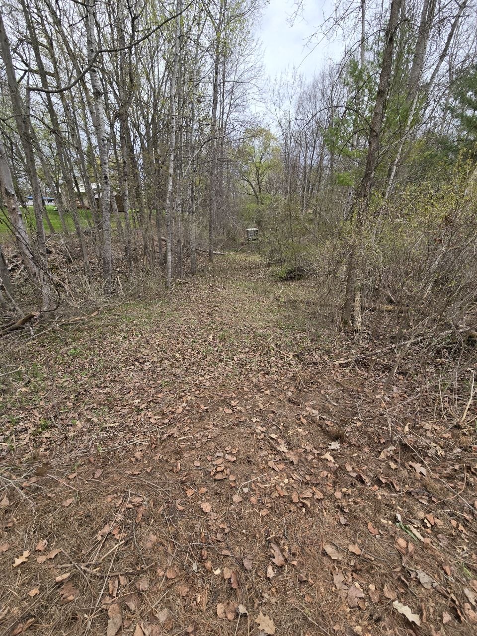 Cleared walking path through the woods toward the water during the first full 2026 cabin opening stretch