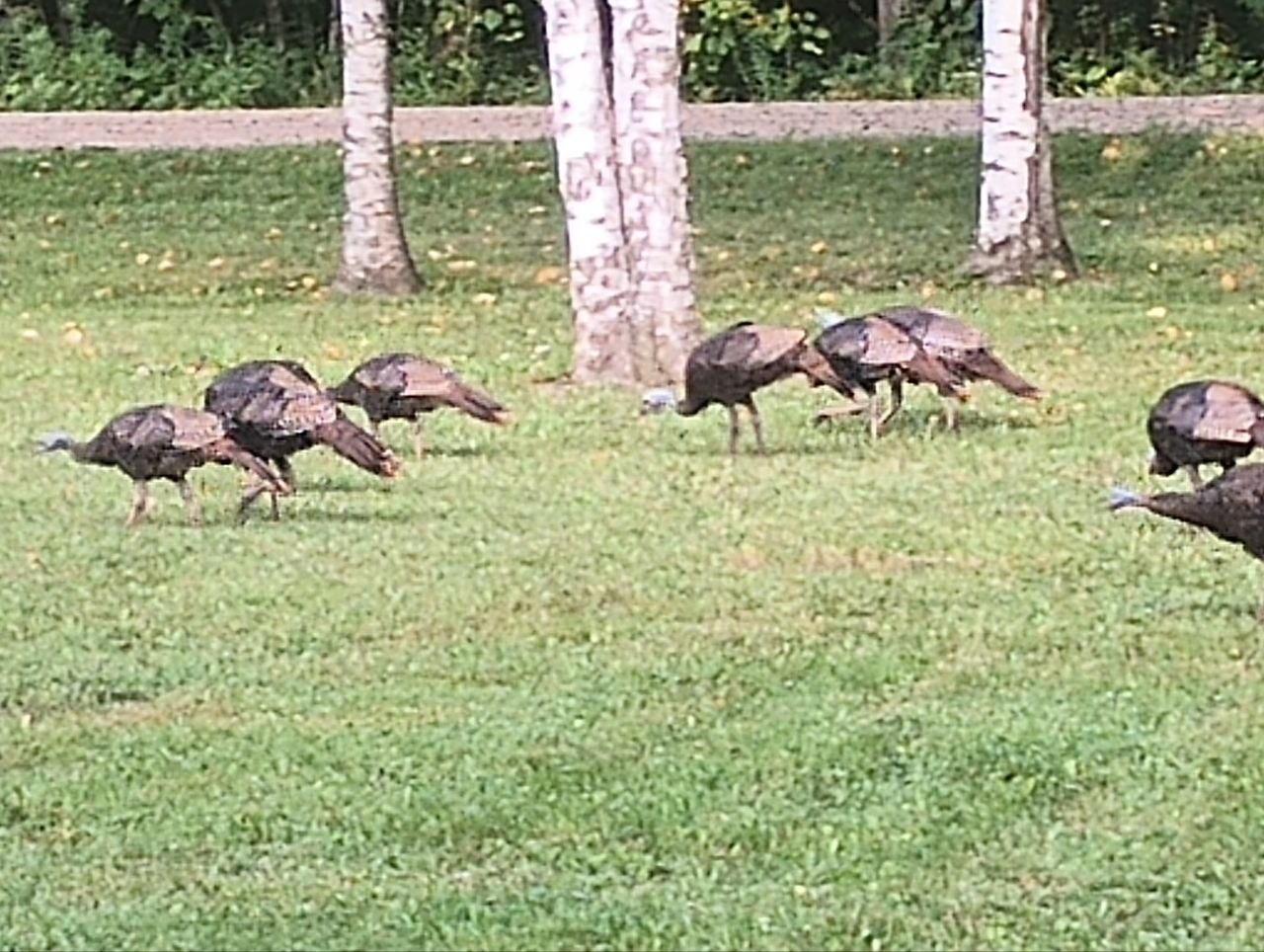 Turkeys visiting the cabin property