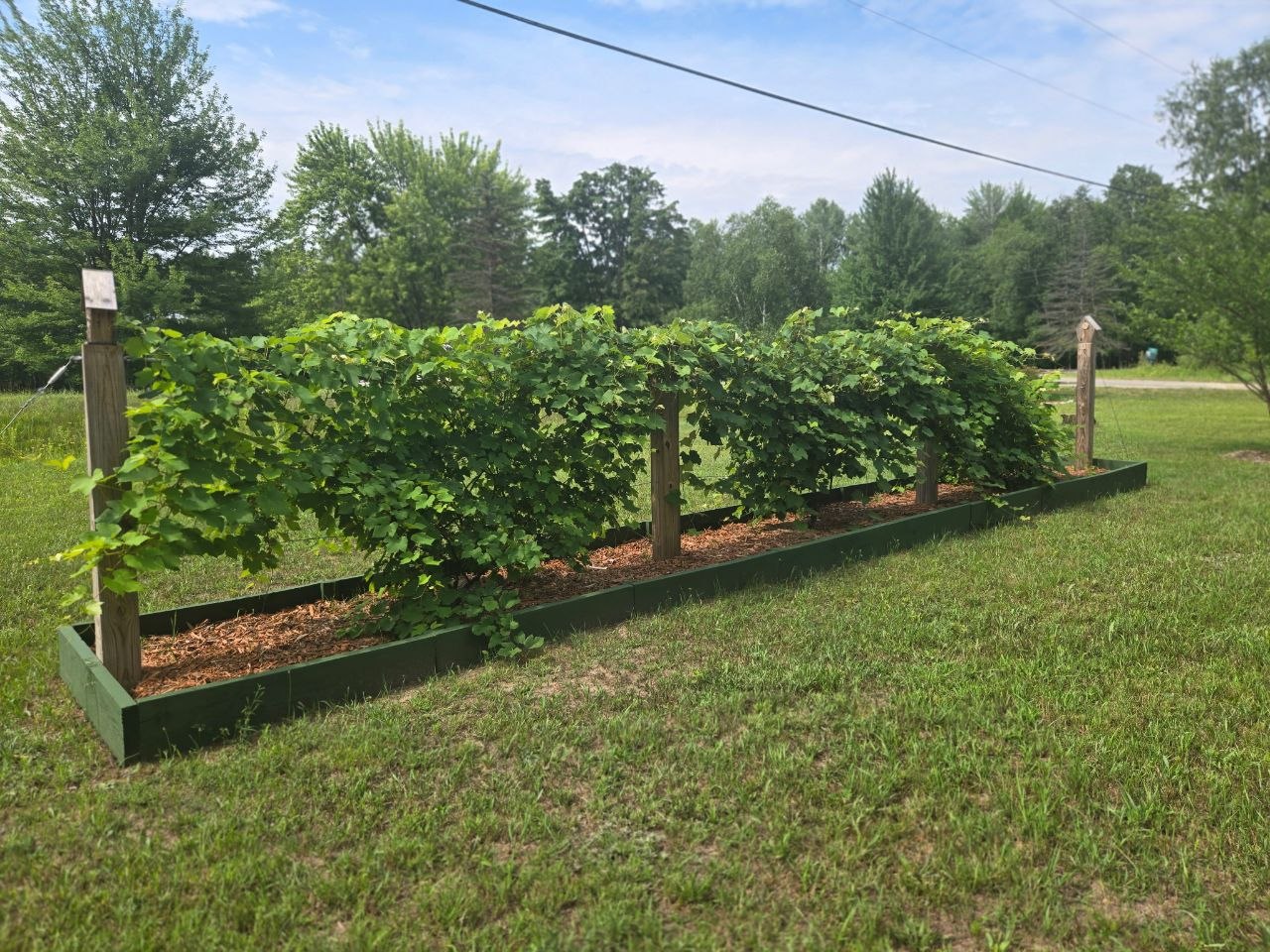 Full healthy grape vines before the crop was lost while away