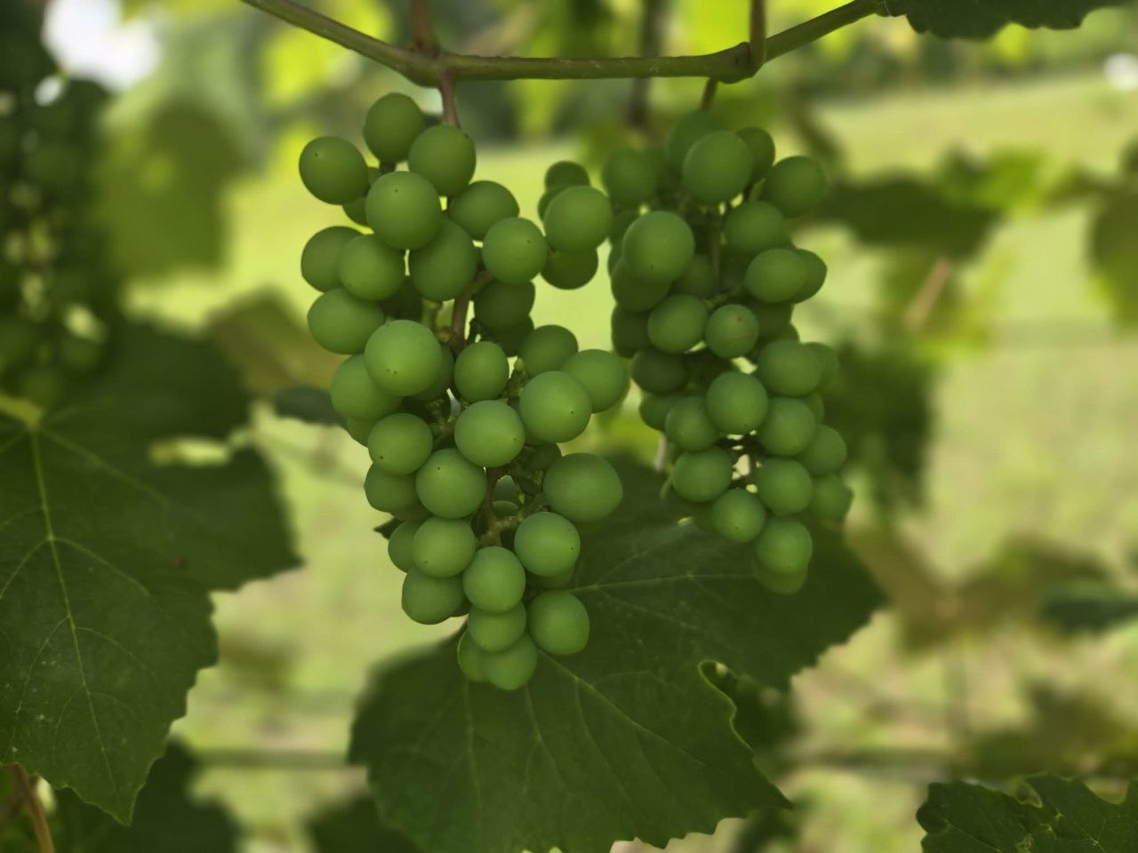 Grapes on vine