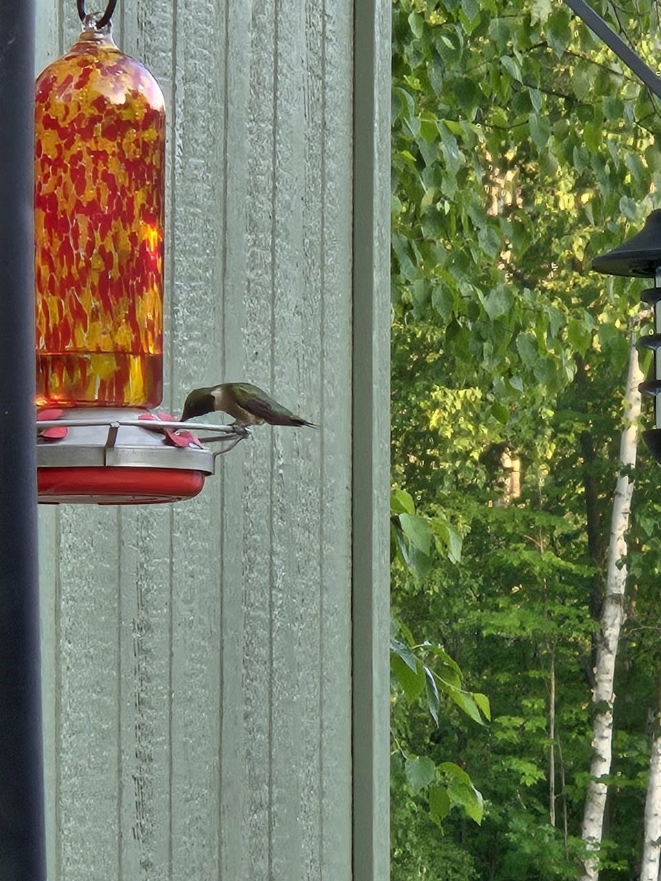 Hummingbird at feeder