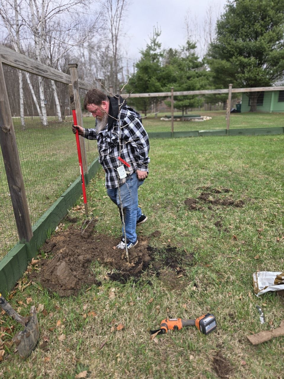 Planting a jujube tree at the cabin