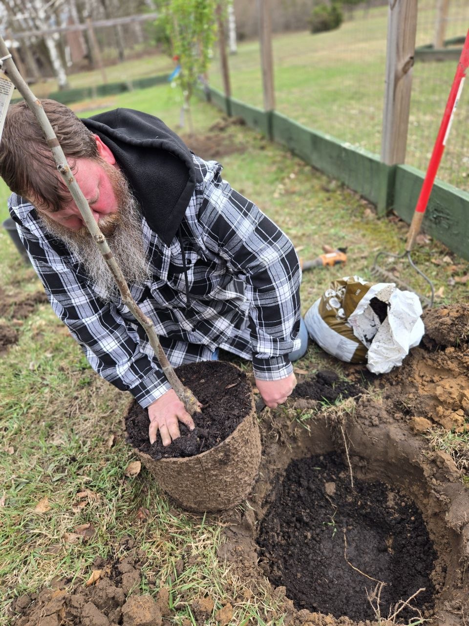 Lowering a jujube tree into the planting hole