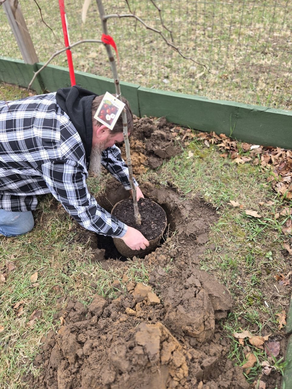 Centering a jujube tree in the planting hole