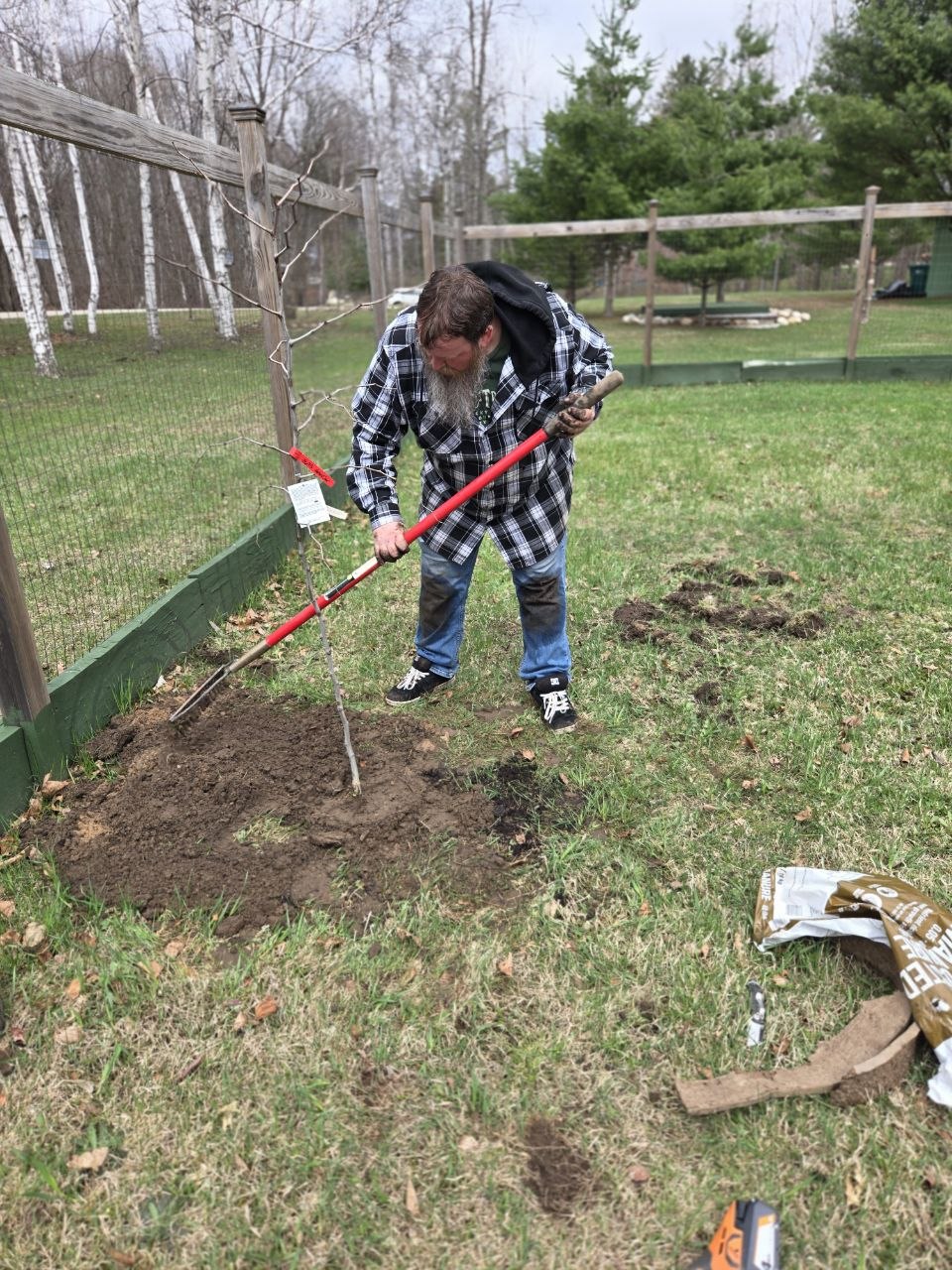 Working soil around a newly planted jujube tree