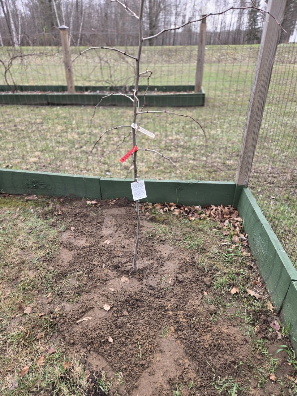 Freshly planted jujube tree at the cabin