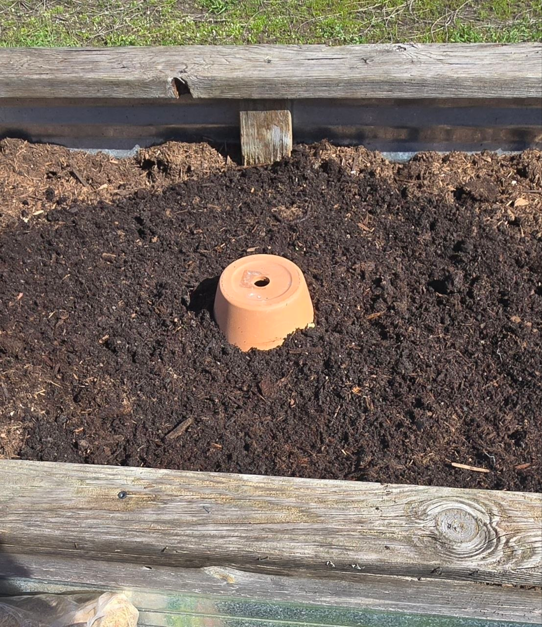 Placing the olla in the hole and burying it in compost