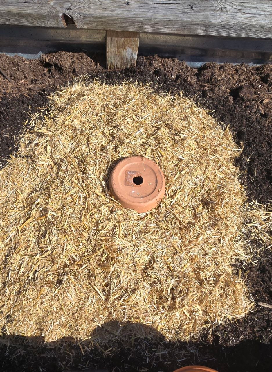 Mulch placed around the buried olla in the raised bed