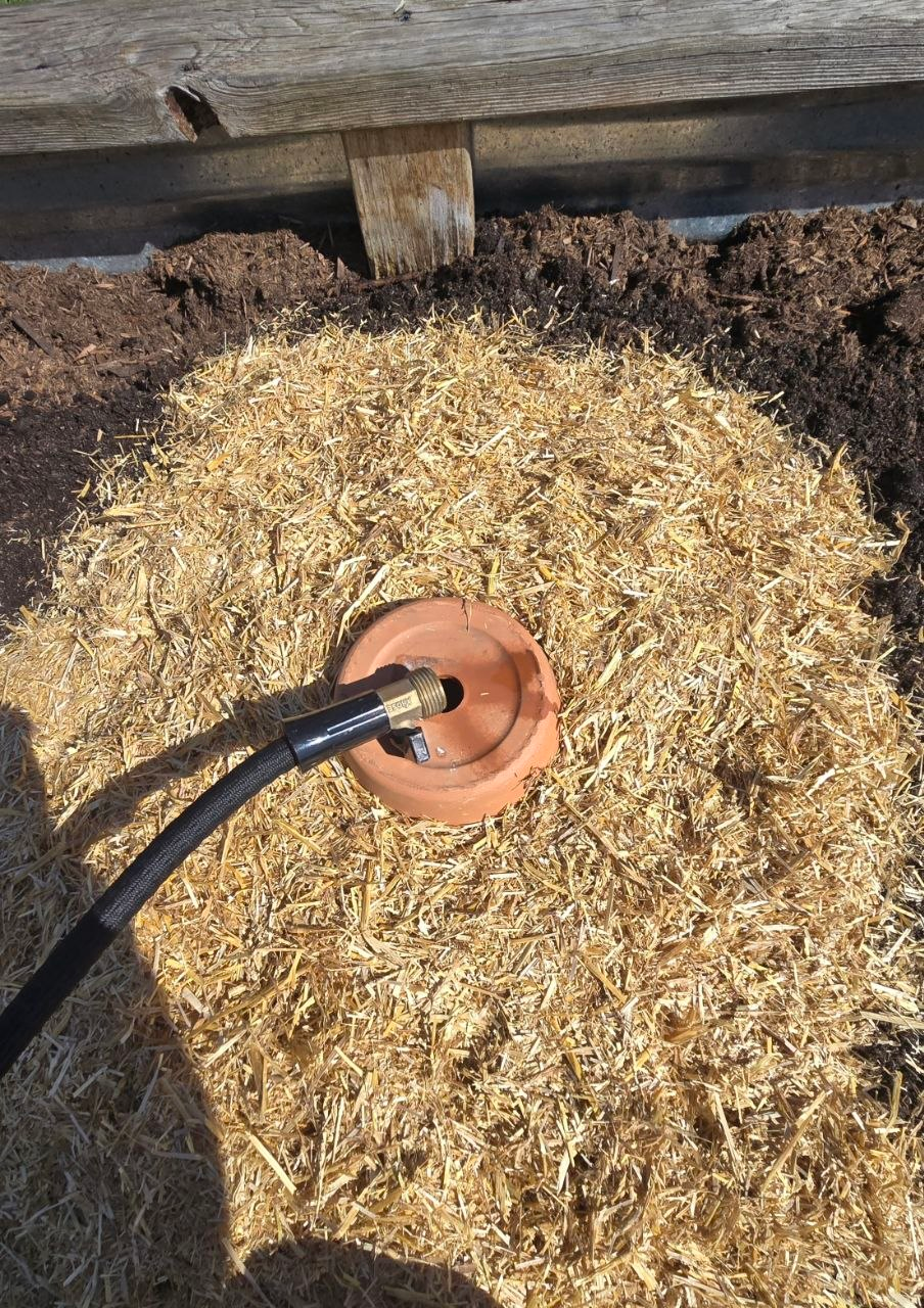 Filling the olla with water after installation