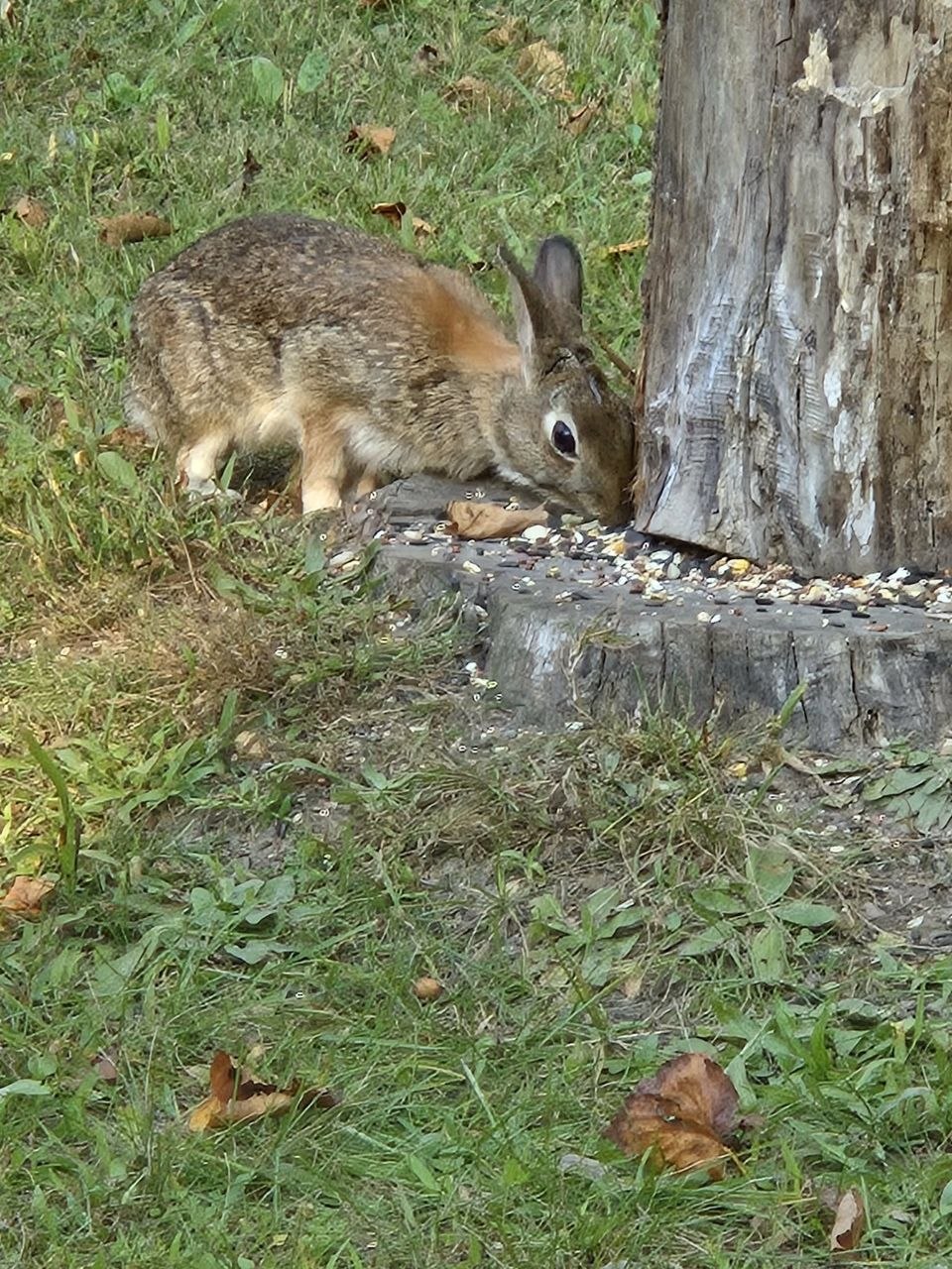 Rabbit near stump