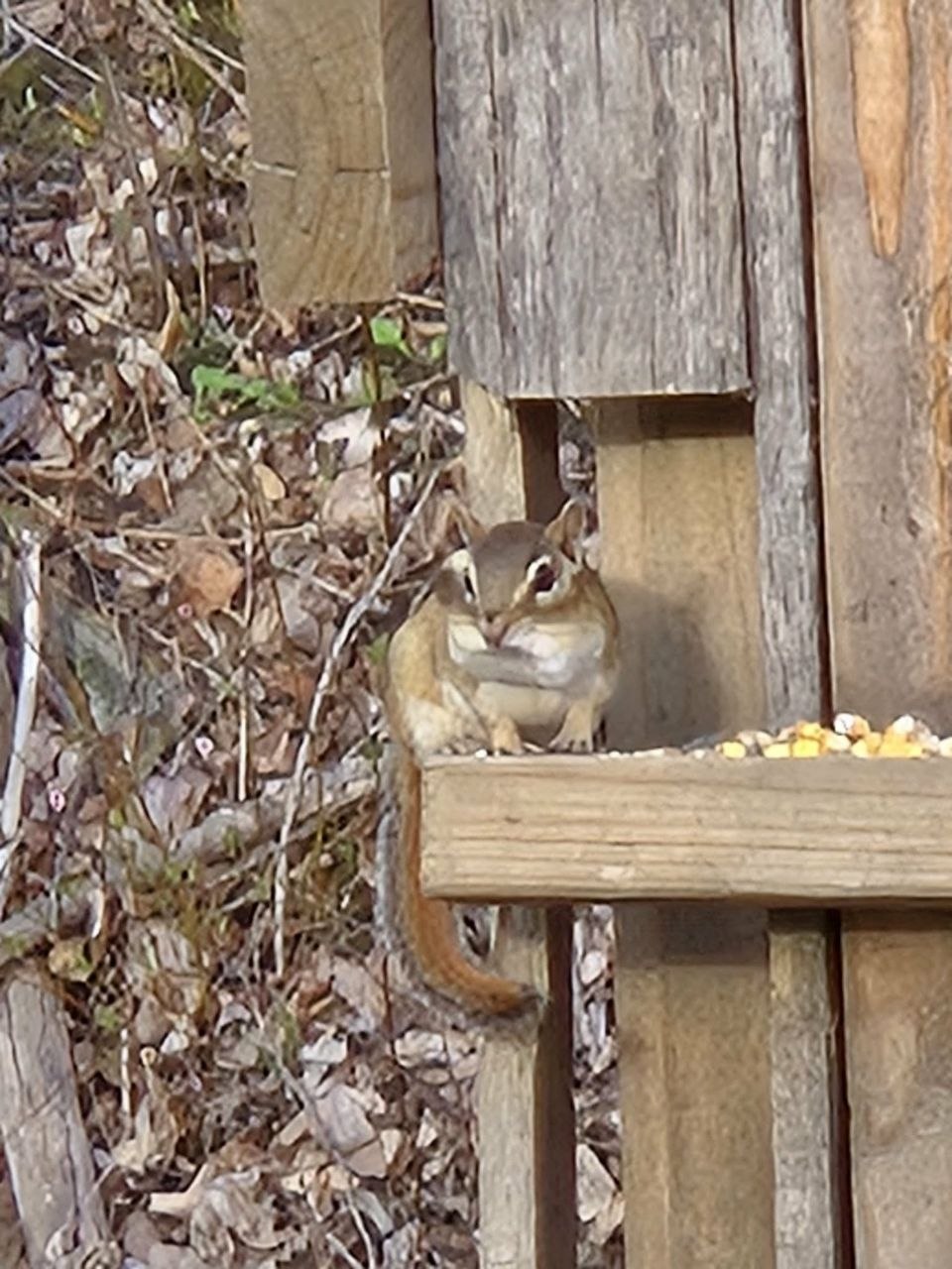 Chipmunk eating from a backyard feeding area