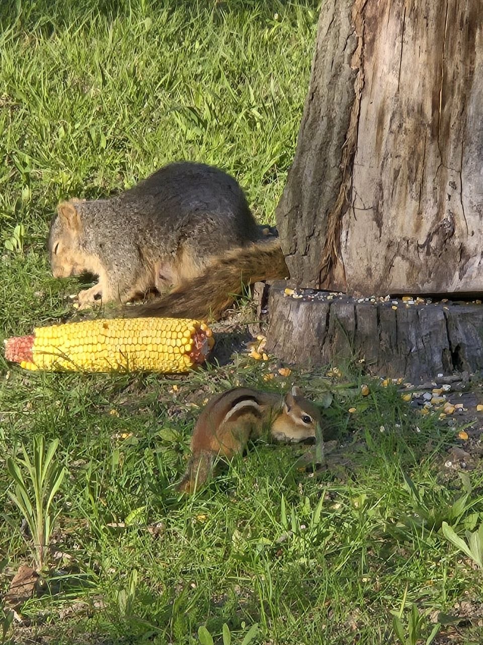 Squirrel and chipmunk sharing a feeding area