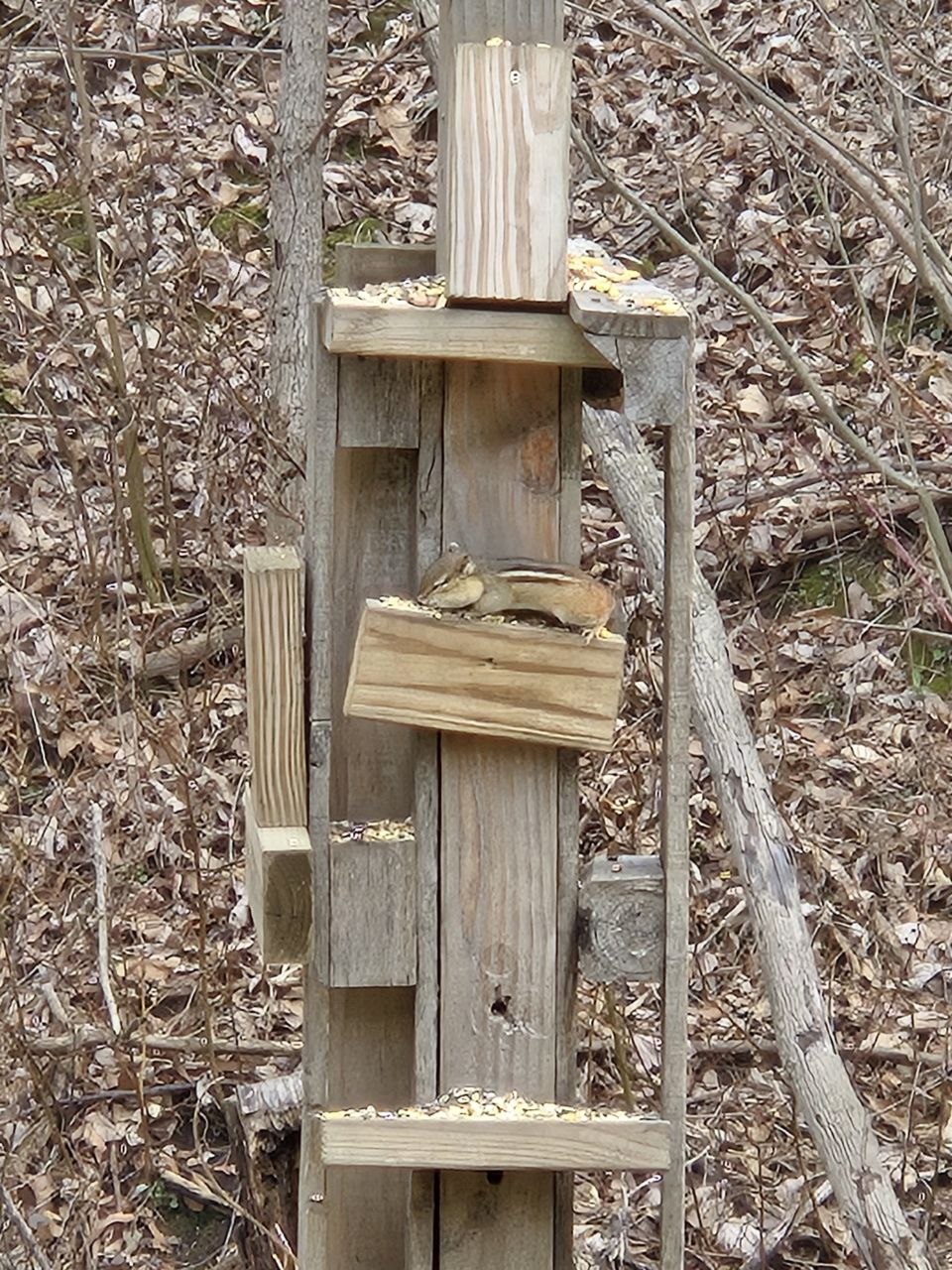 Chipmunk using the squirrel playground