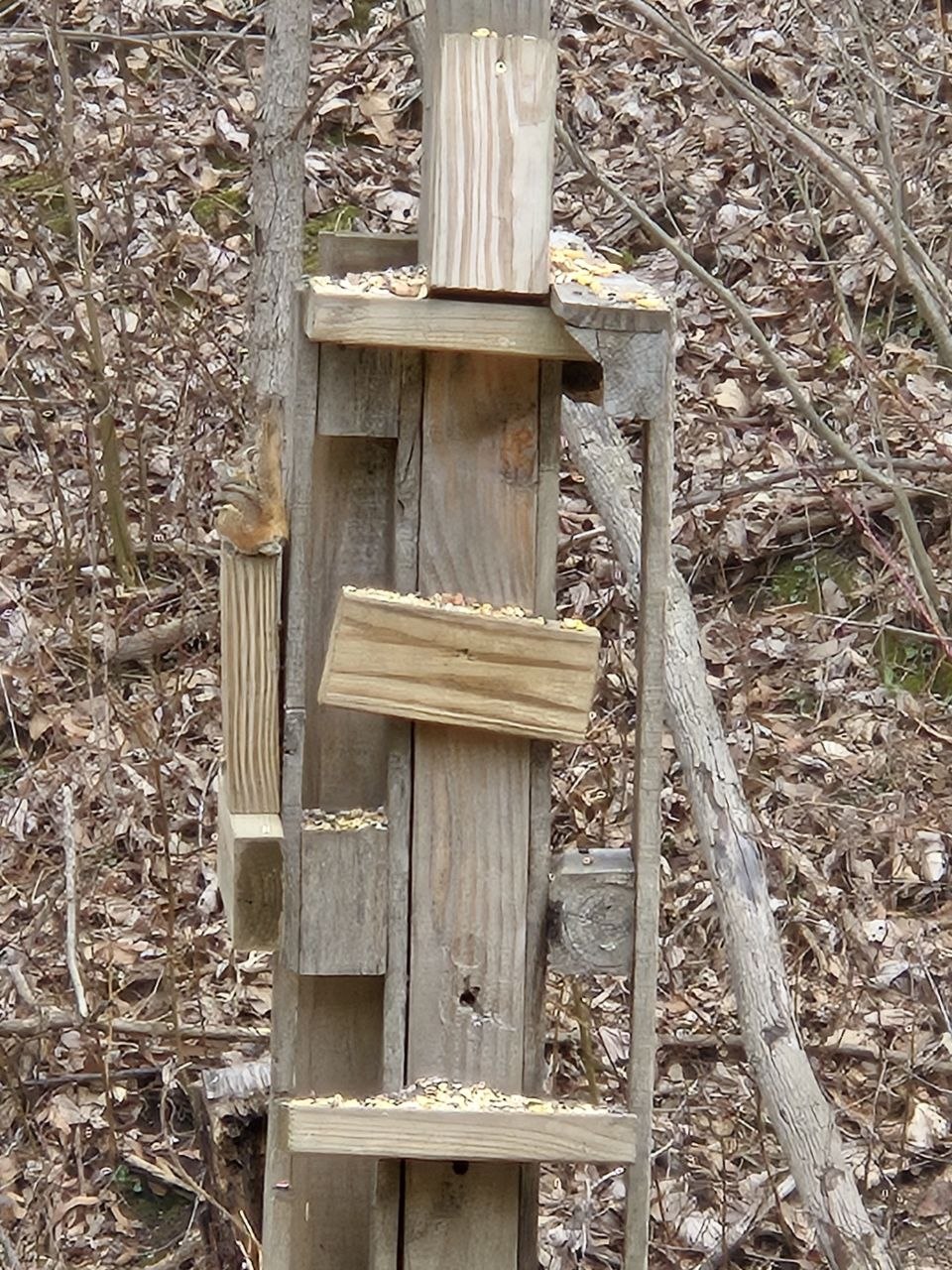 Chipmunk using the squirrel playground side view