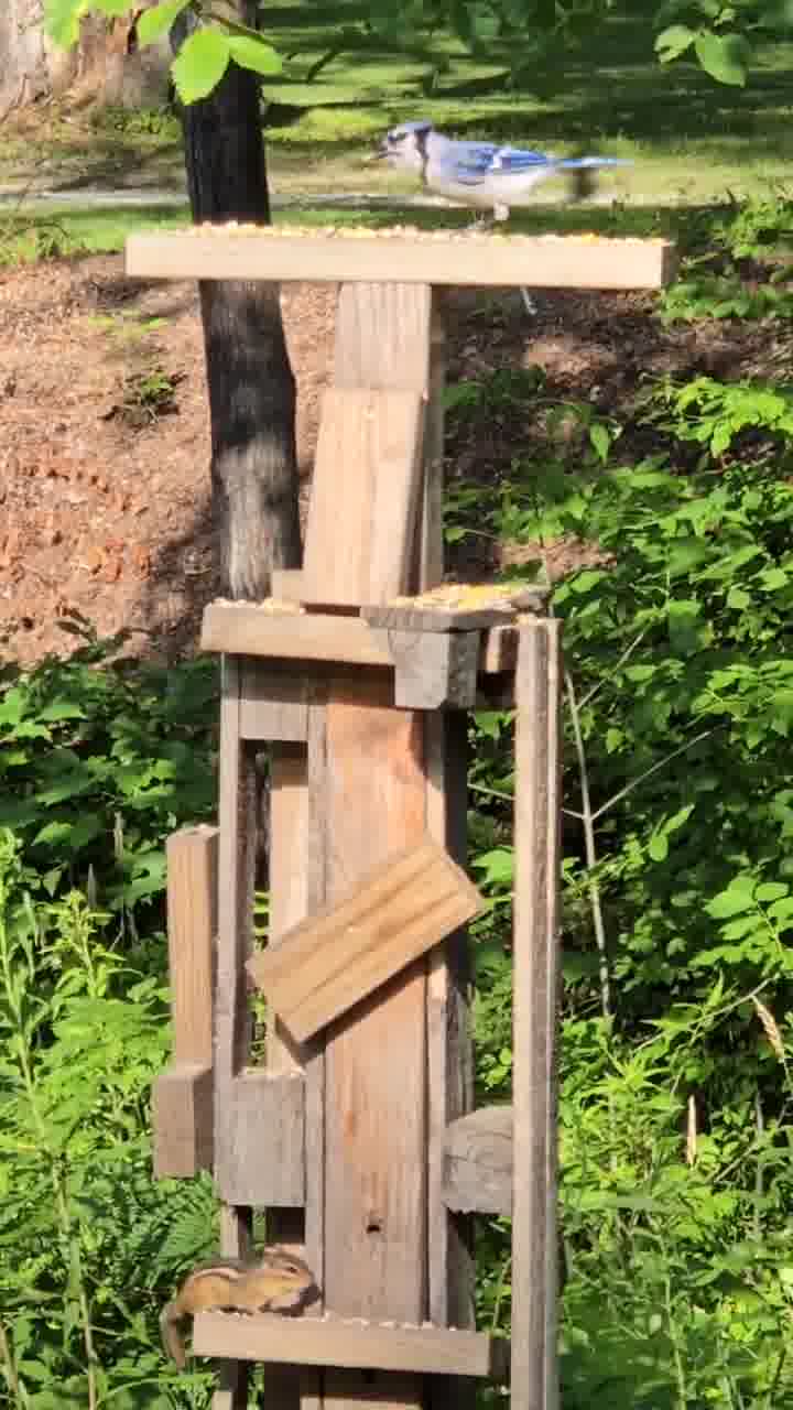 Chipmunk and blue jay at the squirrel playground