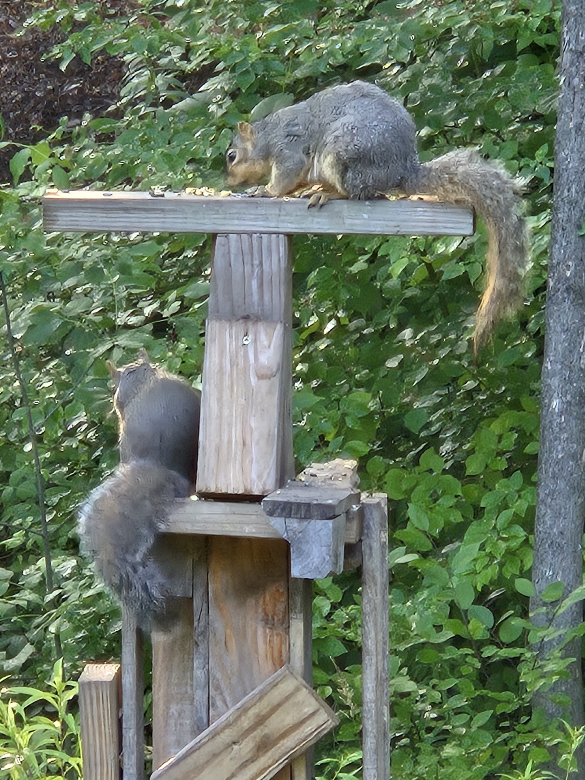 Two squirrels using the squirrel playground