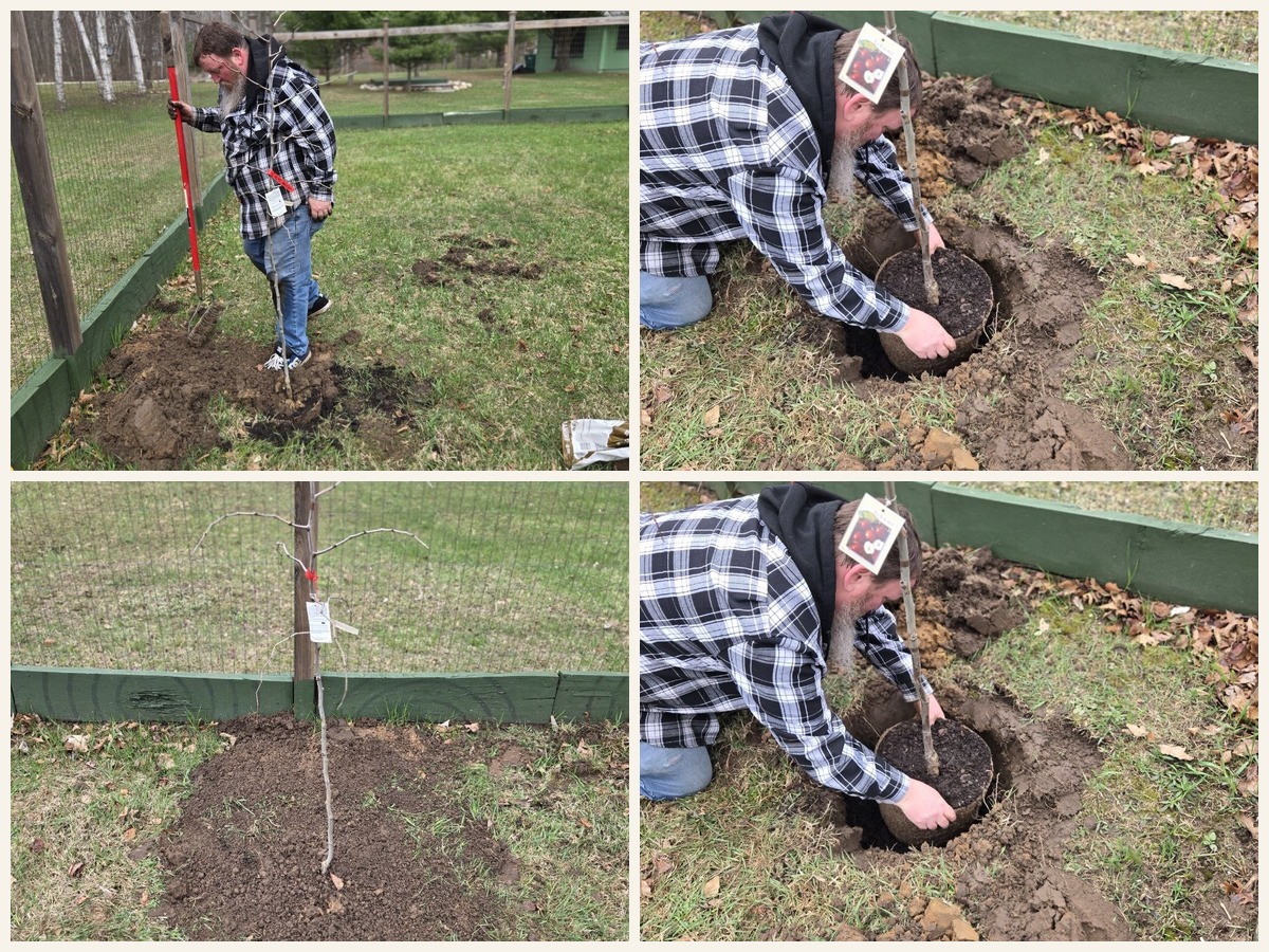 Collage of newly planted jujube trees and fruit tree planting at the cabin